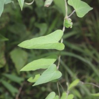 Ipomoea eriocarpa R.Br.